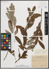Foto von Salix appendiculata Vill. x Salix purpurea L.